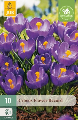Crocus Flower Record, 10 stuks