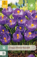 Crocus Flower Record, 10 stuks