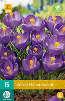 Crocus flower record 15st - afbeelding 3