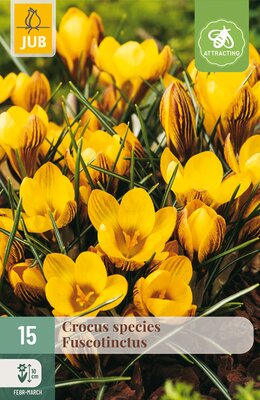 Crocus Fuscotinctus, 15 stuks