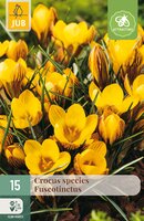 Crocus Fuscotinctus, 15 stuks