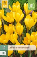 Crocus Golden Yellow, 10 stuks
