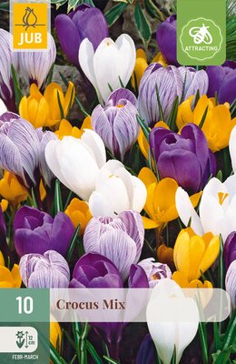 Crocus grootbloemig Mix, 10 stuks