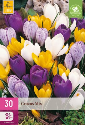 Crocus Grootbloemig Mix, 30 stuks