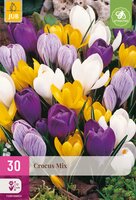 Crocus Grootbloemig Mix, 30 stuks