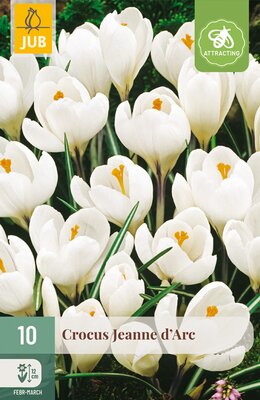Crocus Jeanne d'Arc, 10 stuks