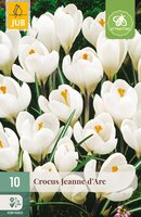 Crocus Jeanne d'Arc, 10 stuks