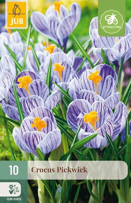 Crocus Pickwick, 10 stuks