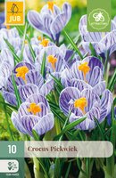 Crocus Pickwick, 10 stuks