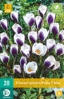 Crocus prins claus 20st - afbeelding 3