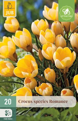 Crocus Romance, 20 stuks