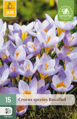 Crocus Rosalind, 15 stuks