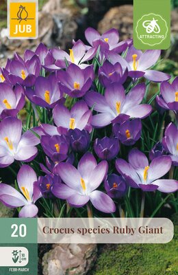 Crocus Ruby Giant, 20 stuks