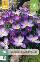 Crocus Ruby Giant, 20 stuks