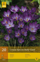 Crocus ruby giant 20st - afbeelding 3