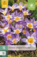 Crocus sieberi Tricolor, 15 stuks