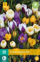 Crocus species mix 20 stuks