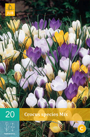 Crocus species mix 20st - afbeelding 2