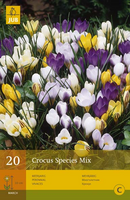 Crocus species mix 20st - afbeelding 3