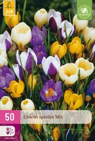 Crocus species Mix, 50 stuks