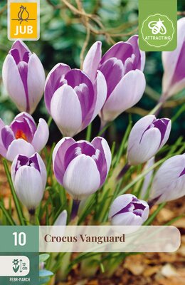 Crocus Vanguard, 10 stuks