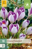 Crocus Vanguard, 10 stuks