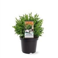 Cryptomeria japonica 'Vilmoriniana, pot 17 cm, h 40 cm