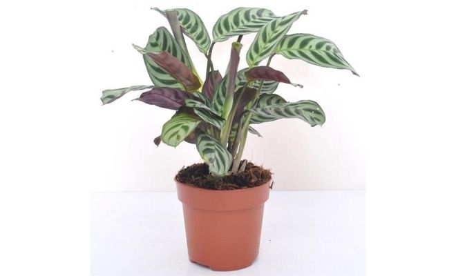 Ctenanthe burle-marxii 'Amagris, pot 14 cm, h 30 cm - afbeelding 1