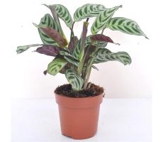 Ctenanthe burle-marxii 'Amagris, pot 14 cm, h 30 cm - afbeelding 2