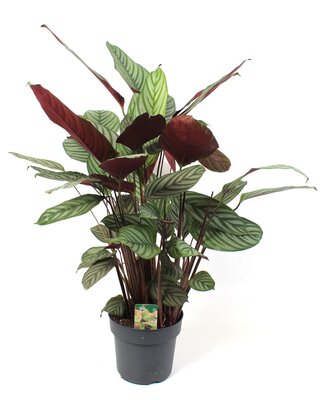 Ctenanthe oppenheimiana, pot 19 cm, h 90 cm