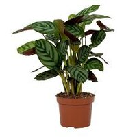 Ctenanthe setosa 'Green Flag, pot 17 cm, h 70 cm