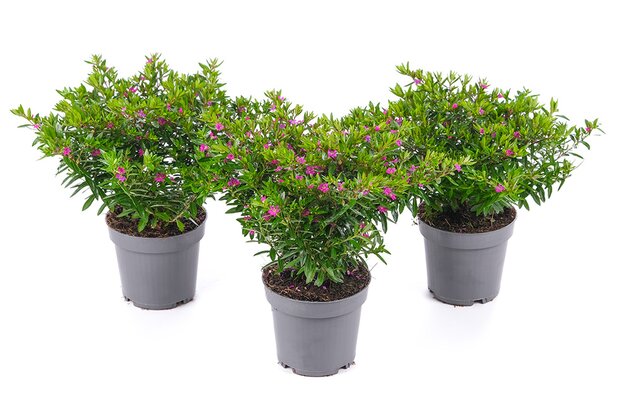 Cuphea hyssopifolia, mix kleuren, pot 11 cm, h 20 cm