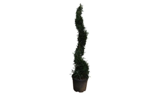 cupressocyparis leylandii, spiraal, h 120 cm