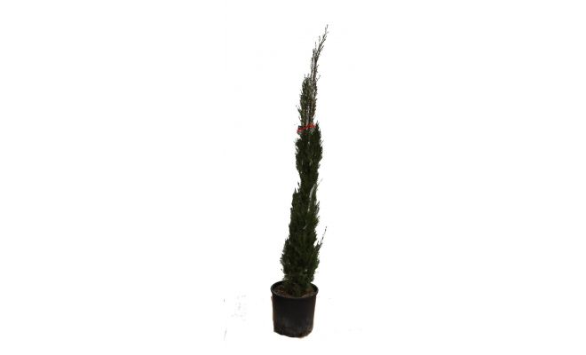 cupressus sempervirens pyramidalis stricta, h 150 cm - afbeelding 1