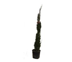 cupressus sempervirens pyramidalis stricta, h 150 cm - afbeelding 1