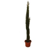 cupressus sempervirens pyramidalis stricta, h 150 cm - afbeelding 2