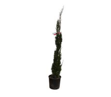 cupressus sempervirens pyramidalis stricta, h 150 cm - afbeelding 3