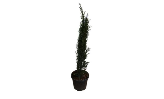 cupressus sempervirens totem, h 125 cm