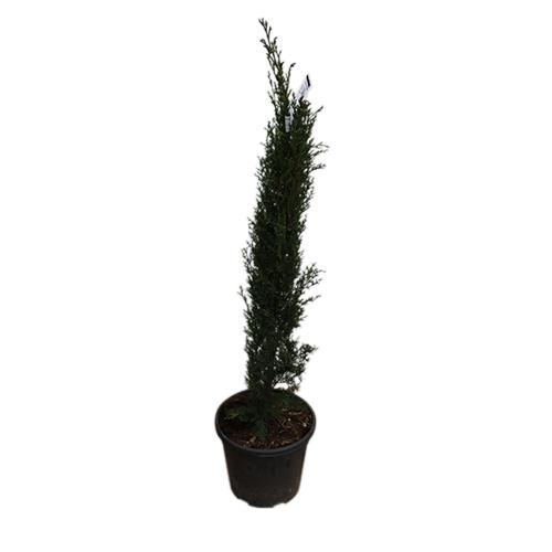 Pianta Cupressus Sempervirens Totem – Vaso 19 Cm – Altezza 75/80 Cm (Foto Reali)