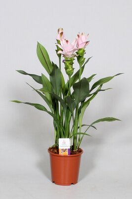 Curcuma alism. 'Siam Swing, pot 21 cm, h 80 cm