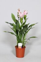 Curcuma alism. 'Siam Swing, pot 21 cm, h 80 cm