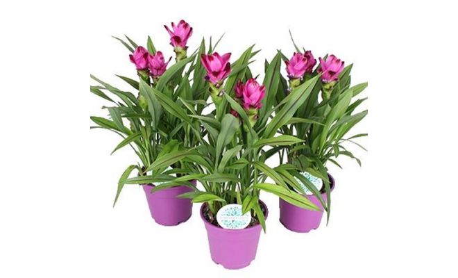 Curcuma Siam Splash, pot 15 cm, h 55 cm