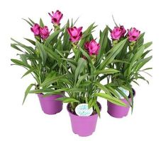 Curcuma Siam Splash, pot 15 cm, h 55 cm