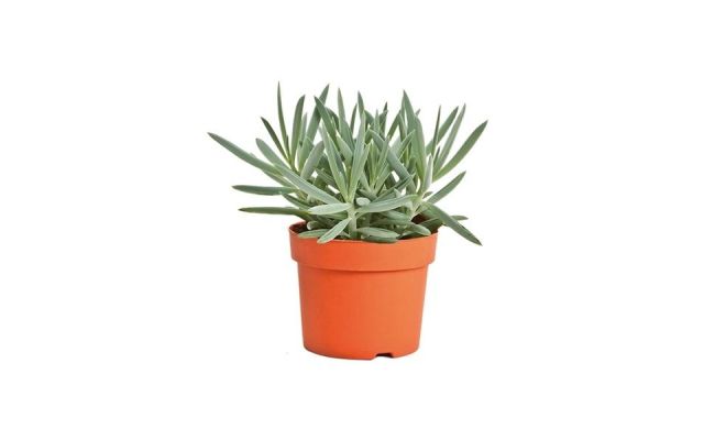 Curio ficoides 'Mount everest, pot 15 cm, h 35 cm