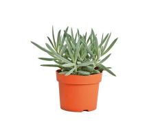 Curio ficoides 'Mount everest, pot 15 cm, h 35 cm