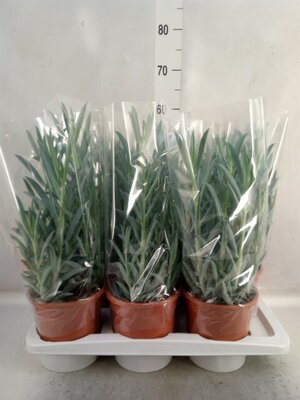 Curio ficoides 'Mount everest, pot 17 cm, h 40 cm