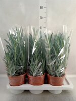 Curio ficoides 'Mount everest, pot 17 cm, h 40 cm
