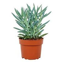 Curio ficoides 'Stelvio, pot 15 cm, h 25 cm