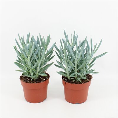 Curio ficoides 'Stelvio, pot 15 cm, h 30 cm