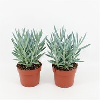 Curio ficoides 'Stelvio, pot 15 cm, h 30 cm